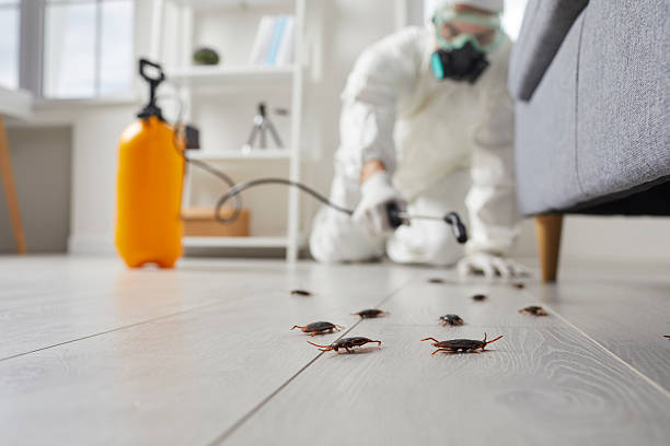 Commercial Kitchen Cockroach Control in Ault